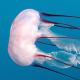 Факты о медузах: ядовитые, светящиеся, самые большие медузы в мире