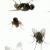 Что означают мухи во сне